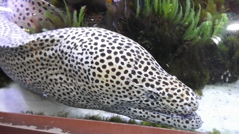 ドン・キホーテ中目黒本店のウツボ 東京都目黒区目黒川