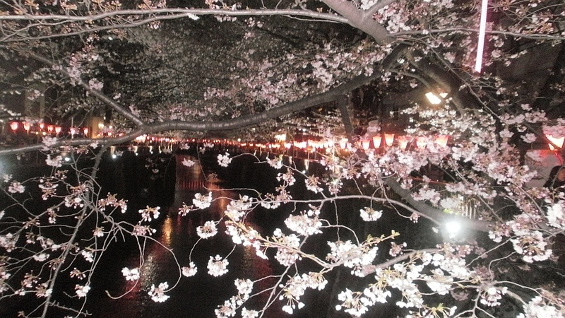 ソメイヨシノ 東京都目黒区目黒川