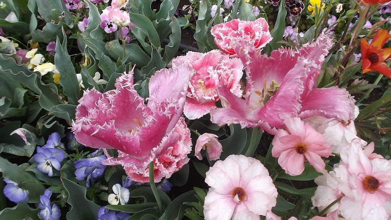 第33回全国都市緑化よこはまフェア 横浜市旭区上白根町里山ガーデン