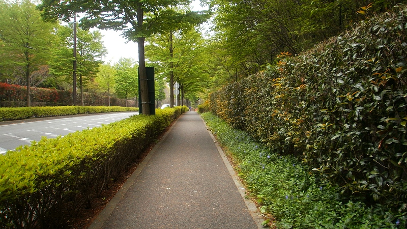 街路樹 横浜市旭区上白根町