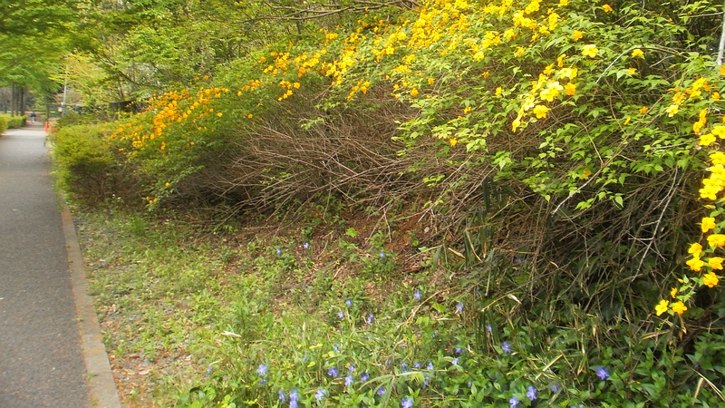 ヤマブキ 横浜市旭区上白根町