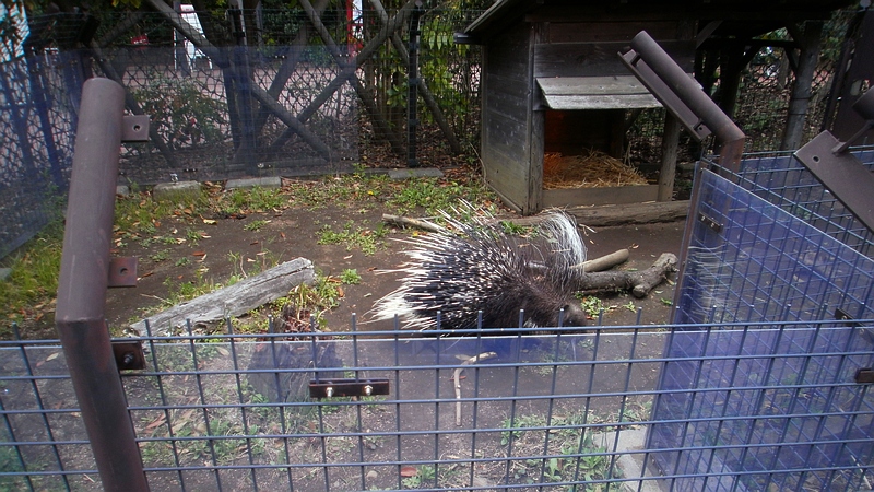 ヤマアラシ 横浜市旭区上白根町ズーラシア