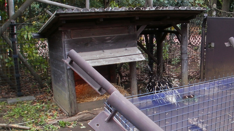 ヤマアラシ 横浜市旭区上白根町ズーラシア