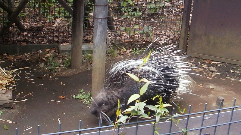 ヤマアラシ 横浜市旭区上白根町ズーラシア