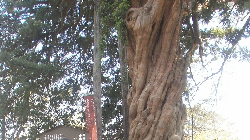 小田原城跡のイヌマキ 小田原市