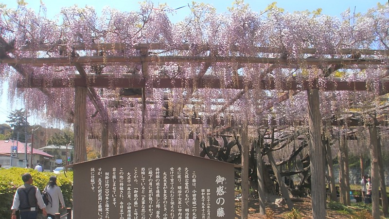 御感の藤 小田原市