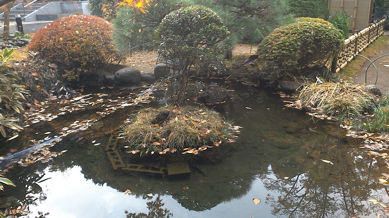 池 横浜市旭区今宿南町清来寺