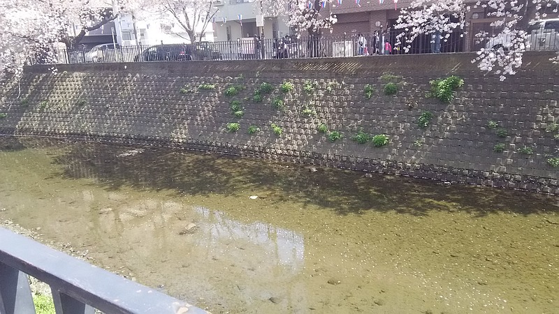 ソメイヨシノ 横浜市南区弘明寺