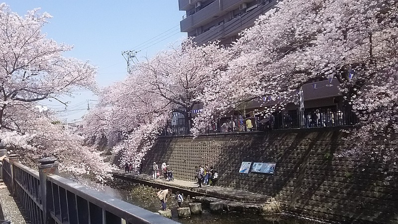 ソメイヨシノ 横浜市南区弘明寺