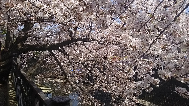ソメイヨシノ 横浜市南区弘明寺