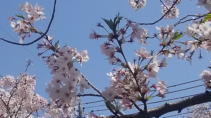 ソメイヨシノ 横浜市南区弘明寺