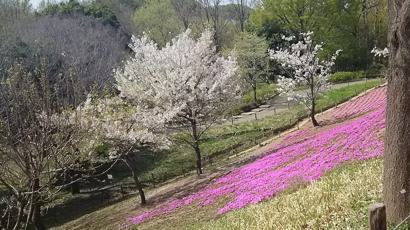 ソメイヨシノとサクラソウの花 大和市上草柳大和市ふれあいの森