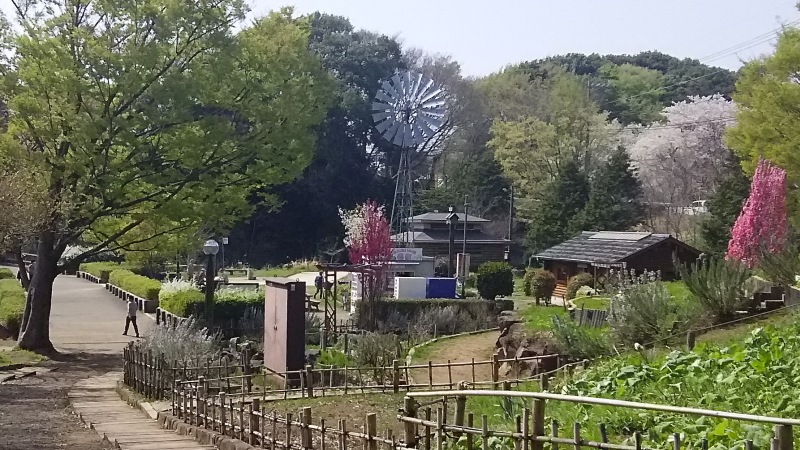 ハナモモとソメイヨシノ 大和市上草柳大和市ふれあいの森