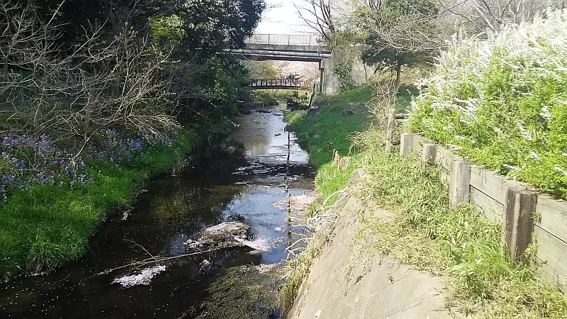 ユキヤナギとオオアラセイトウ 大和市上草柳大和市ふれあいの森