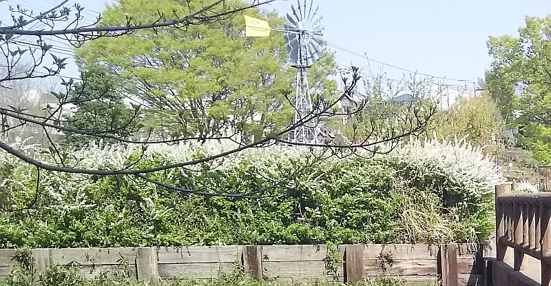 ユキヤナギの花 大和市上草柳大和市ふれあいの森