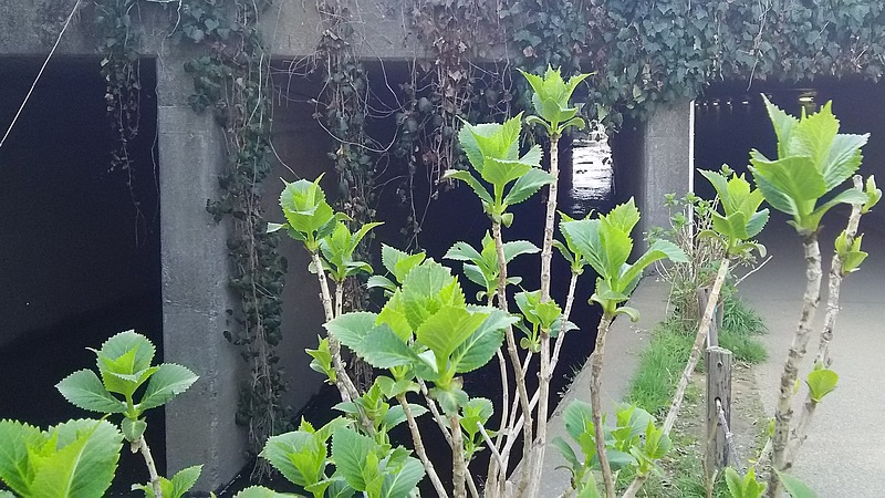 引地川沿いのアジサイとキヅタ 大和市上草柳大和市ふれあいの森