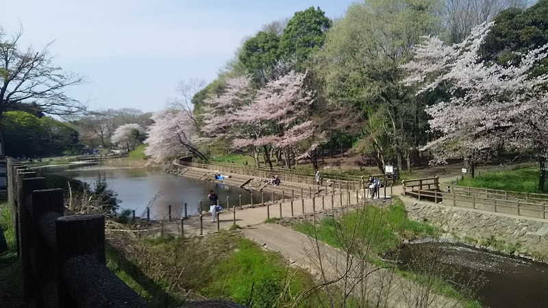 ソメイヨシノ 大和市上草柳大和市ふれあいの森