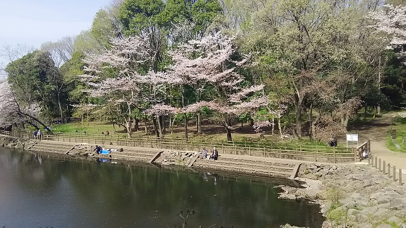 ソメイヨシノ 大和市上草柳大和市ふれあいの森