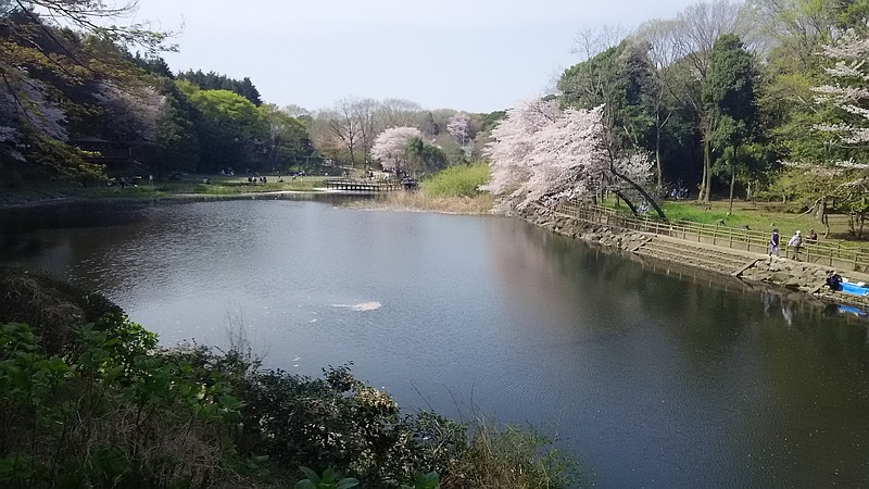 ソメイヨシノ 大和市上草柳大和市ふれあいの森