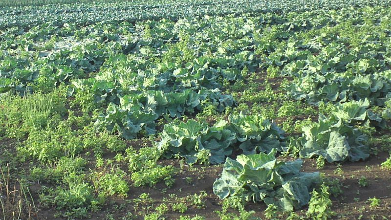 キャベツ畑とビニールハウス 横浜市旭区今宿南町