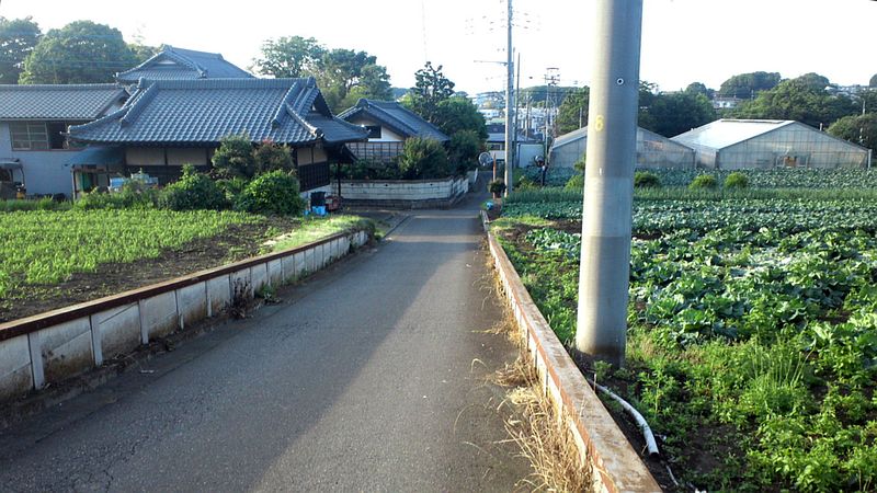キャベツ畑とビニールハウス 横浜市旭区今宿南町