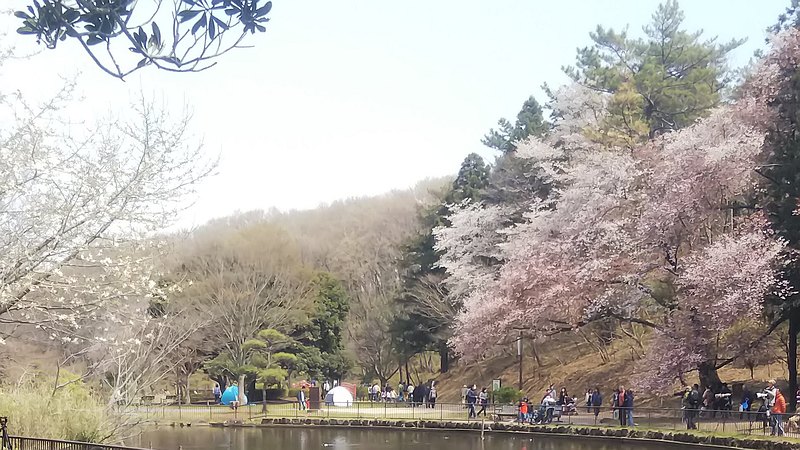ソメイヨシノ 横浜市旭区大池町こども自然公園