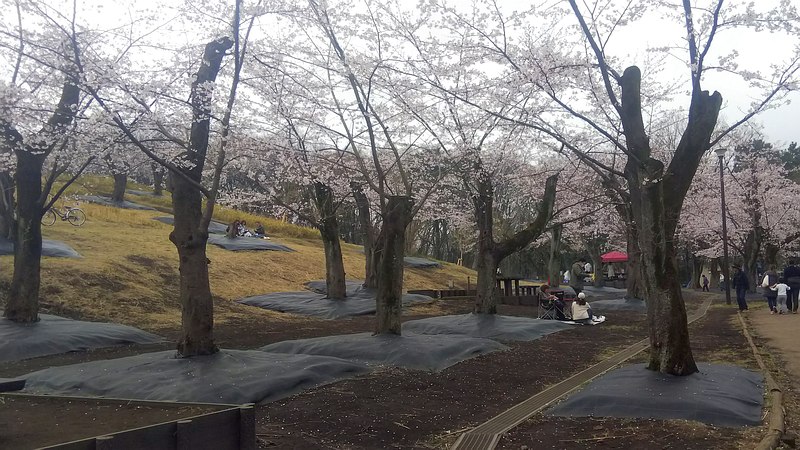 ソメイヨシノの防草シート 横浜市旭区大池町こども自然公園