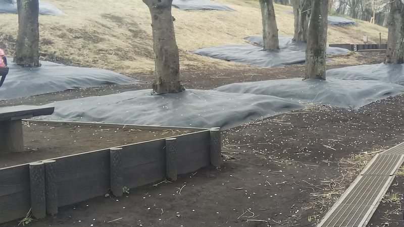 ソメイヨシノの防草シート 横浜市旭区大池町こども自然公園