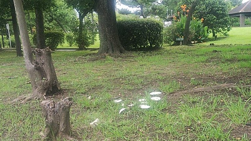 オオシロカラカサタケ 東京都大田区平和島公園