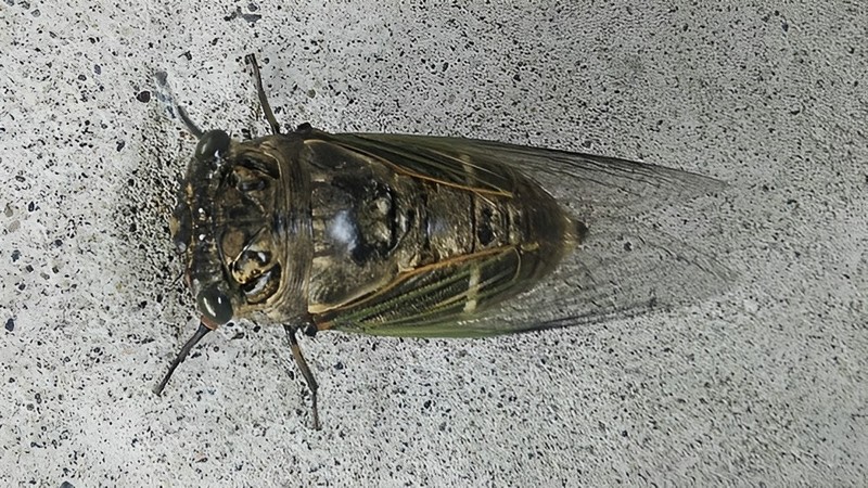 クマゼミ 東京都大田区東海