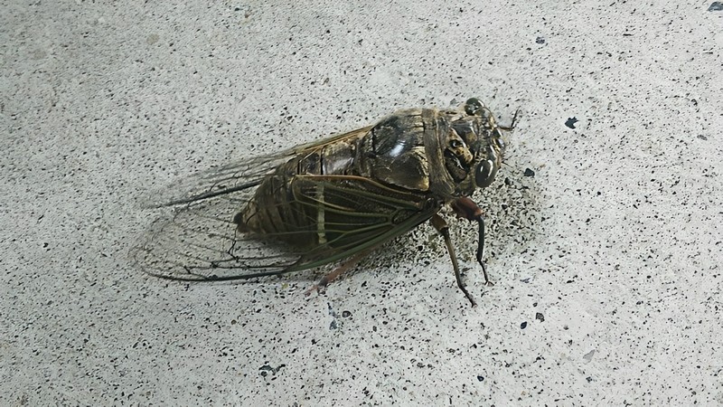 クマゼミ 東京都大田区東海