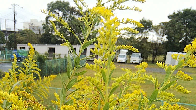 セイタカアワダチソウの花 東京都大田区大和大橋