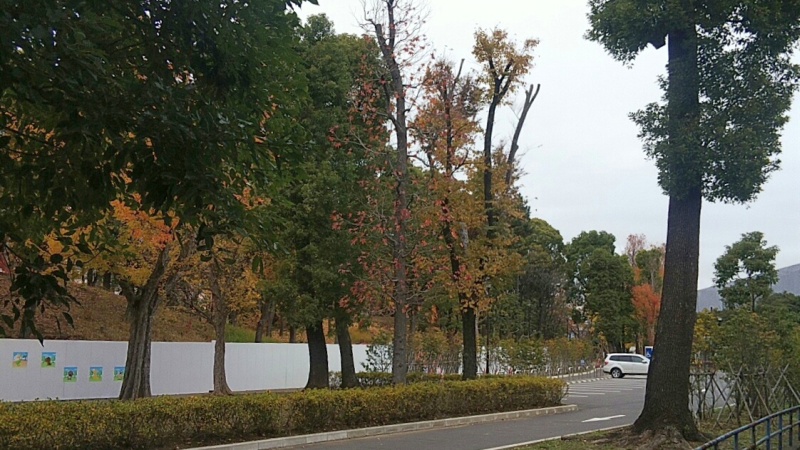 クスノキと紅葉 東京都大田区平和島公園
