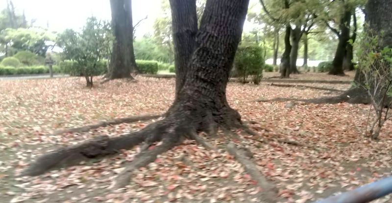 春の落葉 東京都大田区平和島公園