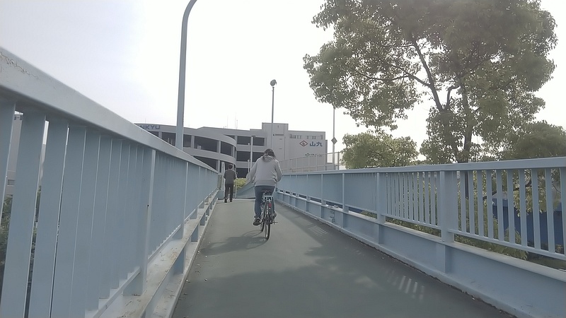 クスノキ 東京都大田区平和島公園