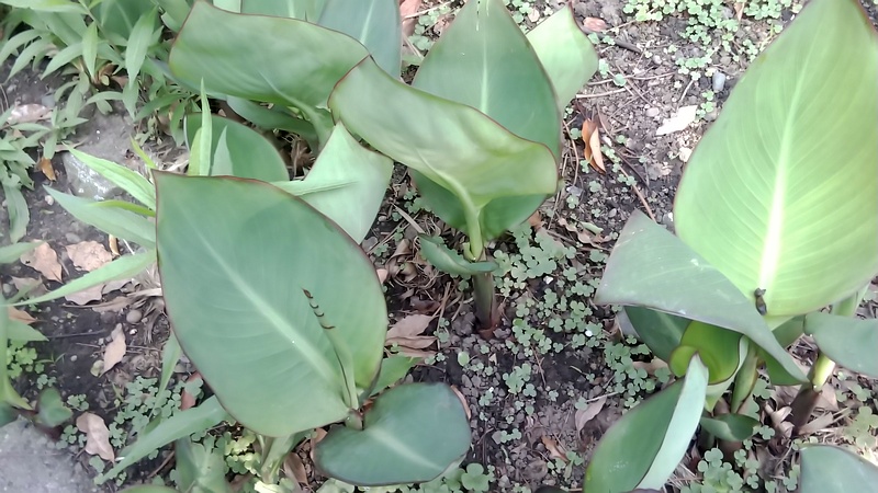 カンナの葉 東京都大田区平和島公園