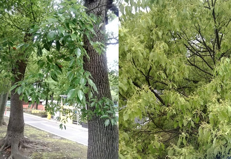 クスノキ 東京都大田区平和島公園