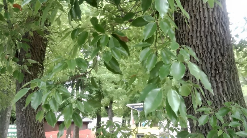 クスノキの葉 東京都大田区平和島公園