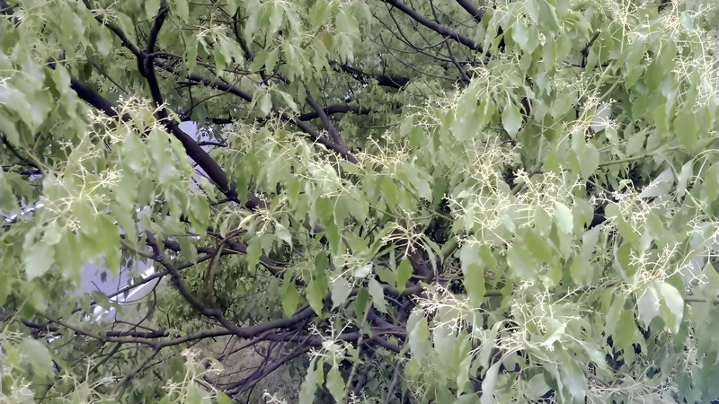 クスノキの花 東京都大田区平和島公園