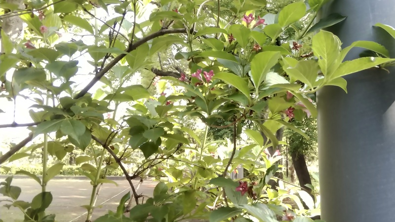ハコネウツギ 東京都大田区平和島公園