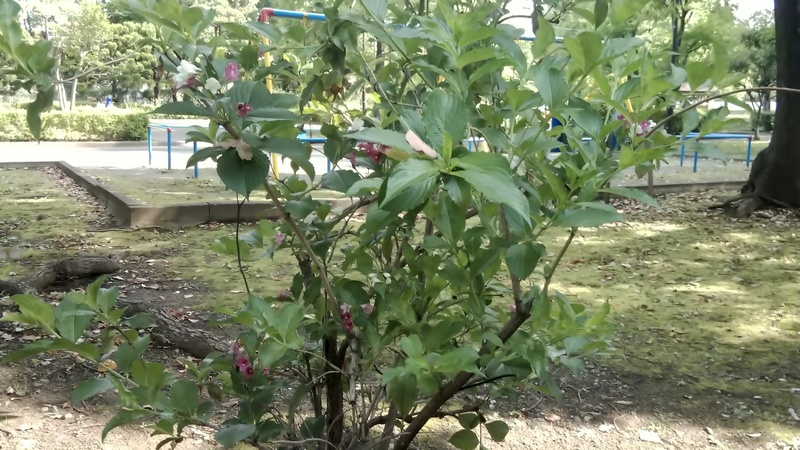 ハコネウツギ 東京都大田区平和島公園