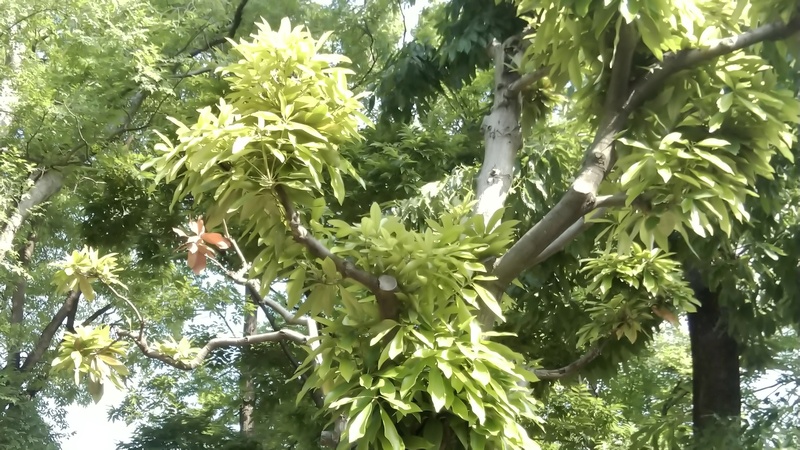 マテバシイ 東京都大田区平和島公園