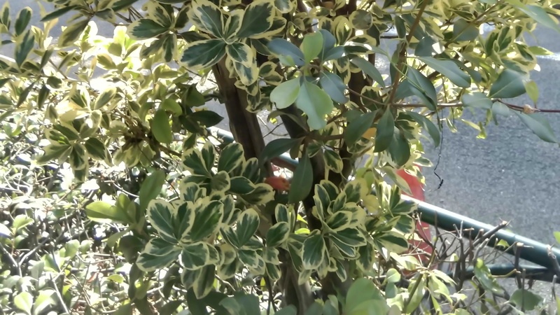 フイリマサキ 東京都大田区平和島公園