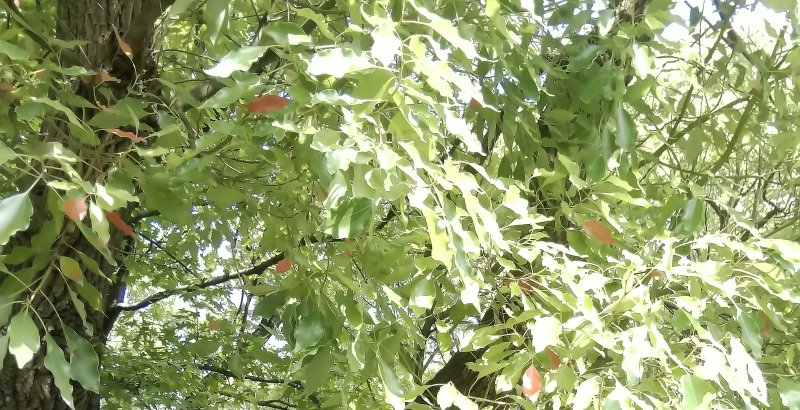 枯葉が混じったクスノキ 東京都大田区平和島公園