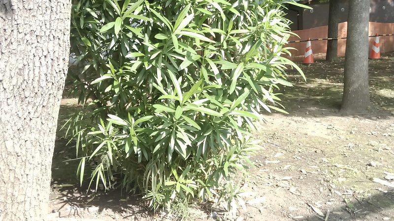 キョウチクトウ 東京都大田区平和島公園