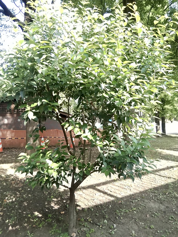 トウネズミモチ 東京都大田区平和島公園