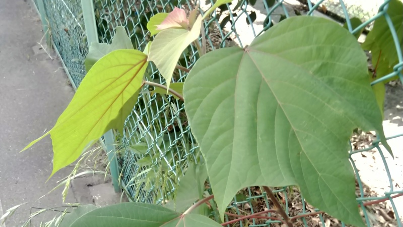 アカメガシワ 東京都大田区平和島公園