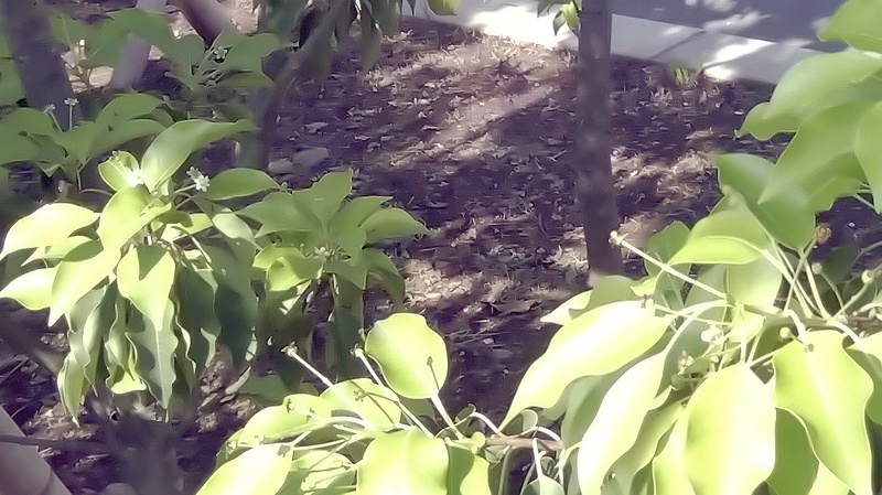 ソヨゴの花 東京都大田区平和島公園