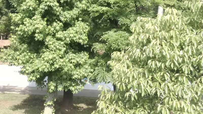 モミジバフウとクスノキ 東京都大田区平和島公園