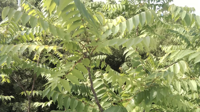 ニワウルシ 東京都大田区平和島公園